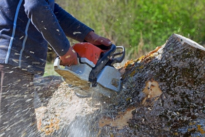 tree service, tree maintenance service, tree removal service, emergency tree service